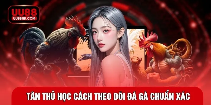 Tân thủ học cách theo dõi đá gà chuẩn xác